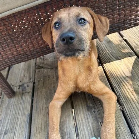 A baby medium-sized male Brown / Chocolate Cairn Terrier dog named Steve for adoption in Kansas City, MO