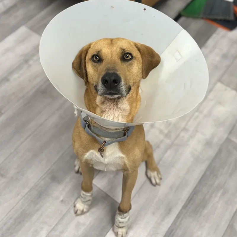 An adult medium-sized male Brown / Chocolate Labrador Retriever dog named Cheese for adoption in St. Peters, MO