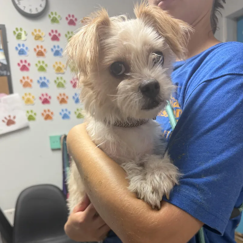 An adult small-sized female Terrier dog named Tobie for adoption in Columbia, SC