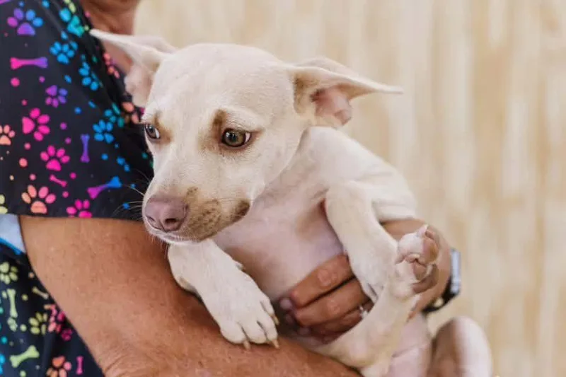 A baby medium-sized female Chihuahua dog named Gretta for adoption in Portland, ME