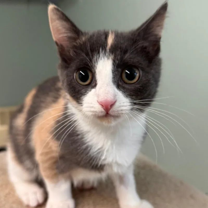 A baby small-sized female Gray / Blue / Silver Domestic Short Hair cat named Sassafras for adoption in Pittsford, VT