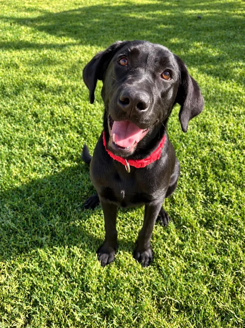 A baby medium-sized female Black Labrador Retriever dog named Raleigh for adoption in Torrance, CA
