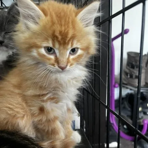 A baby small-sized male Orange / Red Domestic Medium Hair cat named Mac Frye for adoption in Eagle Mountain, UT