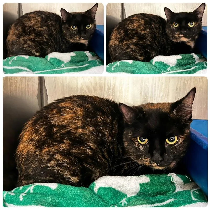 An adult small-sized female Tortoiseshell Domestic Short Hair cat named Binxy for adoption in New York, NY