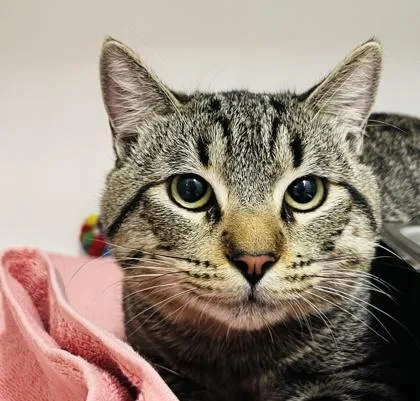 Mr. Game & Watch thumbnail 2