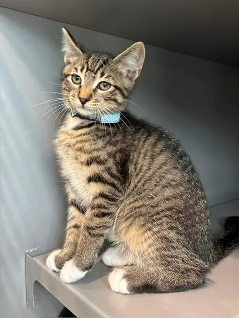 A baby medium-sized male Domestic Short Hair cat named Tinky Winky for adoption in Leesburg, VA