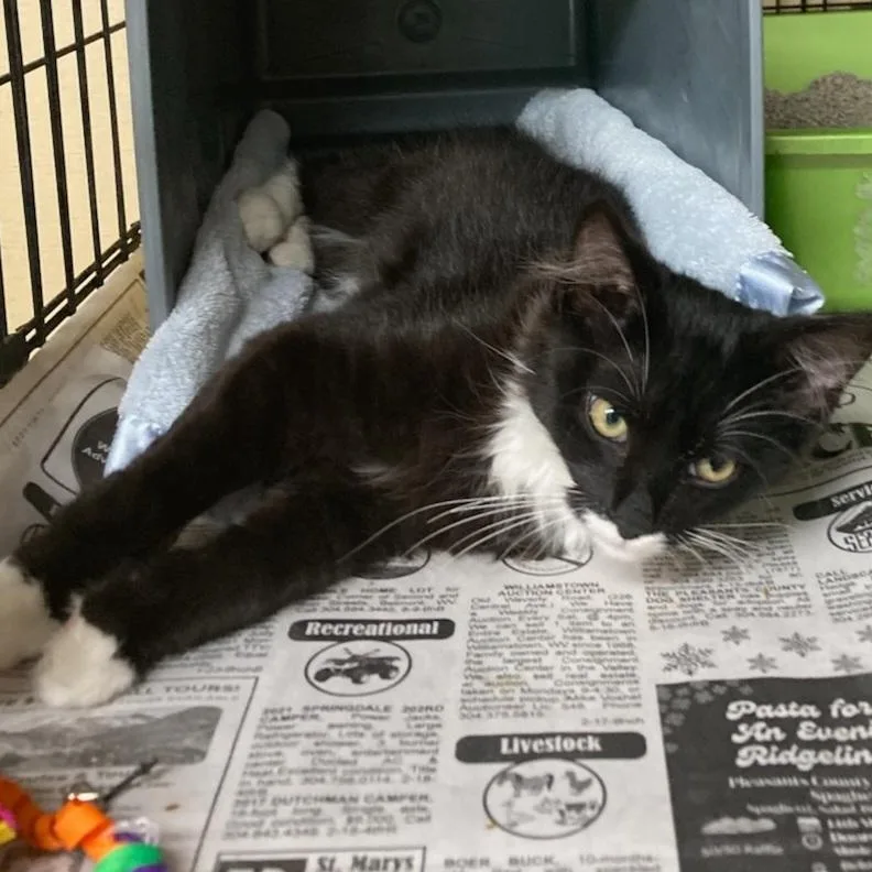 A young medium-sized male Domestic Long Hair cat named Sylvester for adoption in Saint Marys, WV
