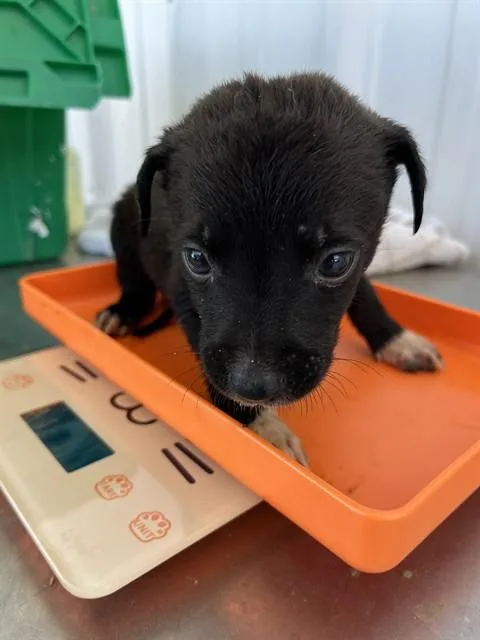 Cashew URGENT
