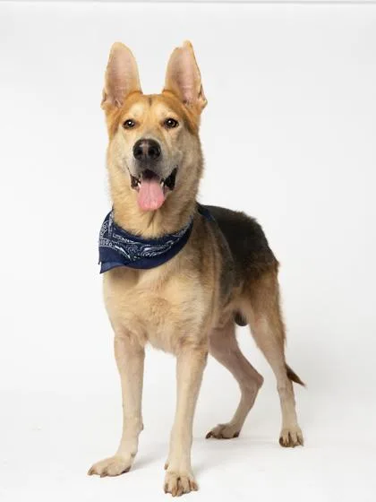 An adult large-sized male Mixed Breed dog named Lumberjack for adoption in Atlanta, GA