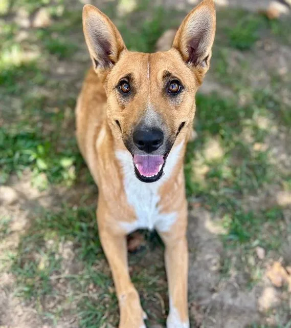 An adult large-sized female Shepherd dog named Precious for adoption in Riverside, CA