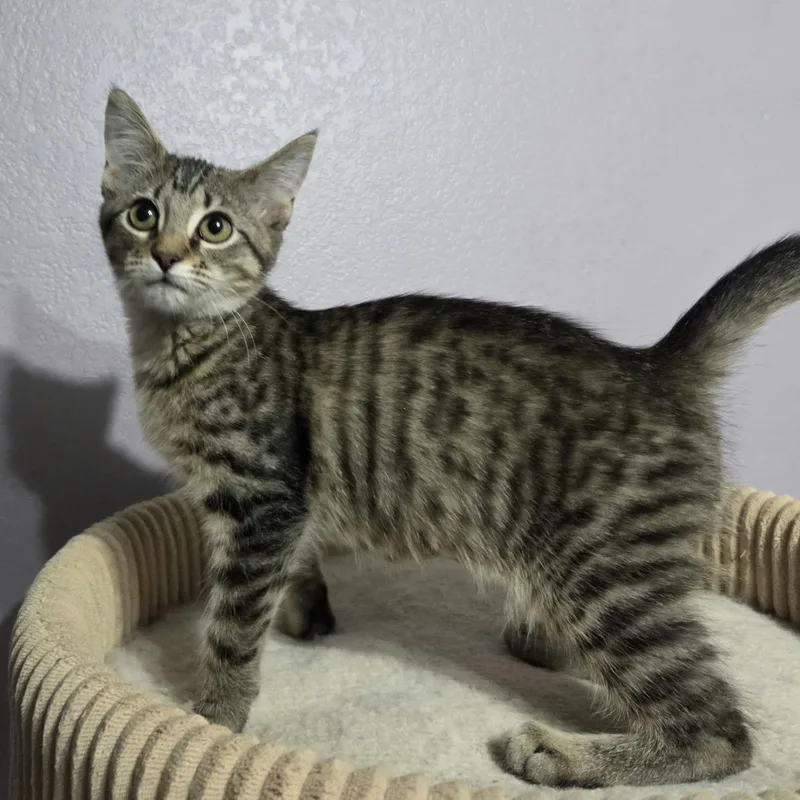 A baby medium-sized female Tabby (Gray / Blue / Silver) Domestic Short Hair cat named Camaro for adoption in Loveland, CO