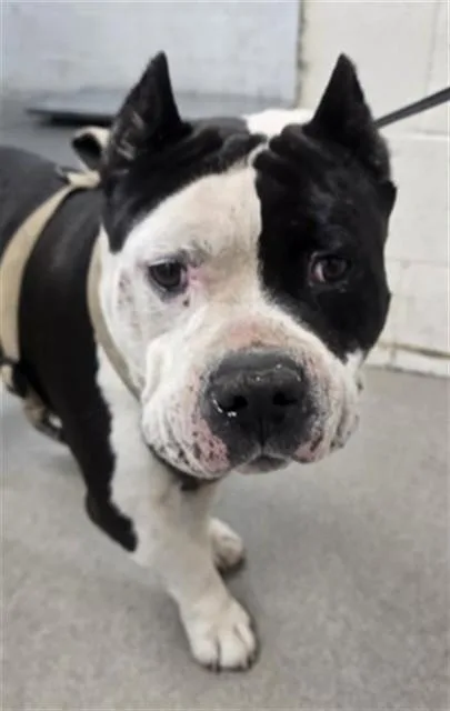 An adult medium-sized male American Bulldog dog named Hercules for adoption in San Bernardino, CA