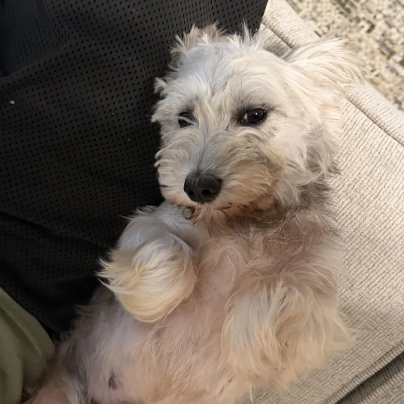 An adult small-sized female Gray / Blue / Silver Yorkshire Terrier dog named Sky Alexis for adoption in Houston, TX