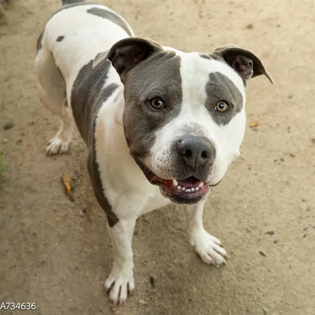 A young large-sized male Pit Bull Terrier dog named Pluto for adoption in Sacramento, CA