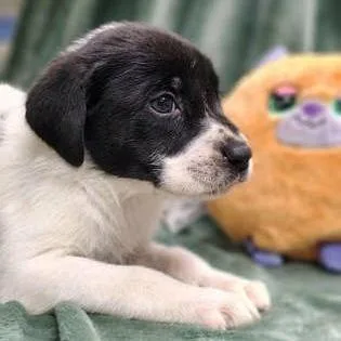 A baby small-sized male White / Cream Labrador Retriever dog named The Beetles for adoption in North Charleston, SC