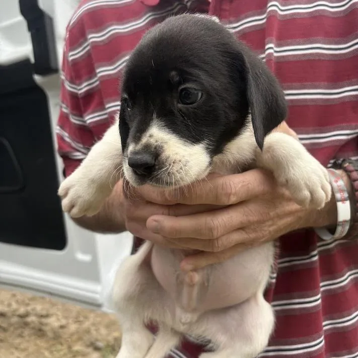 The Beetles thumbnail 2