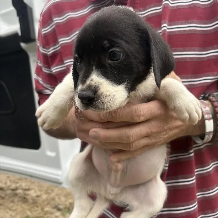 The Beetles thumbnail 3