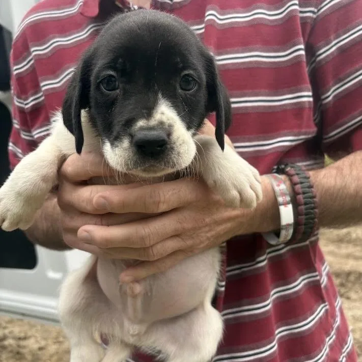 The Beetles thumbnail 4