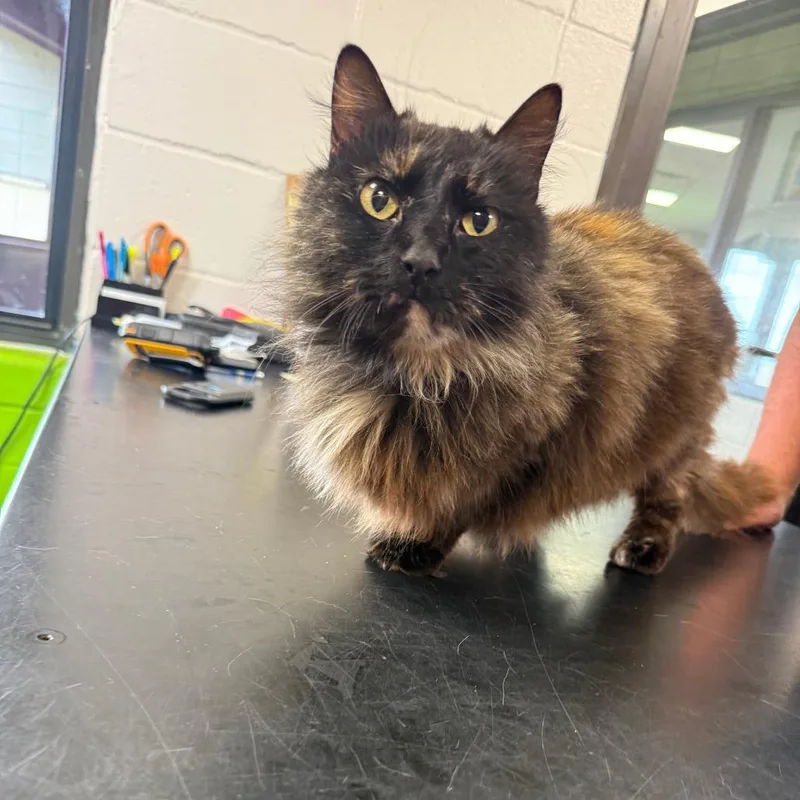 An adult medium-sized female Tortoiseshell Domestic Long Hair cat named Shade for adoption in Ponca City, OK