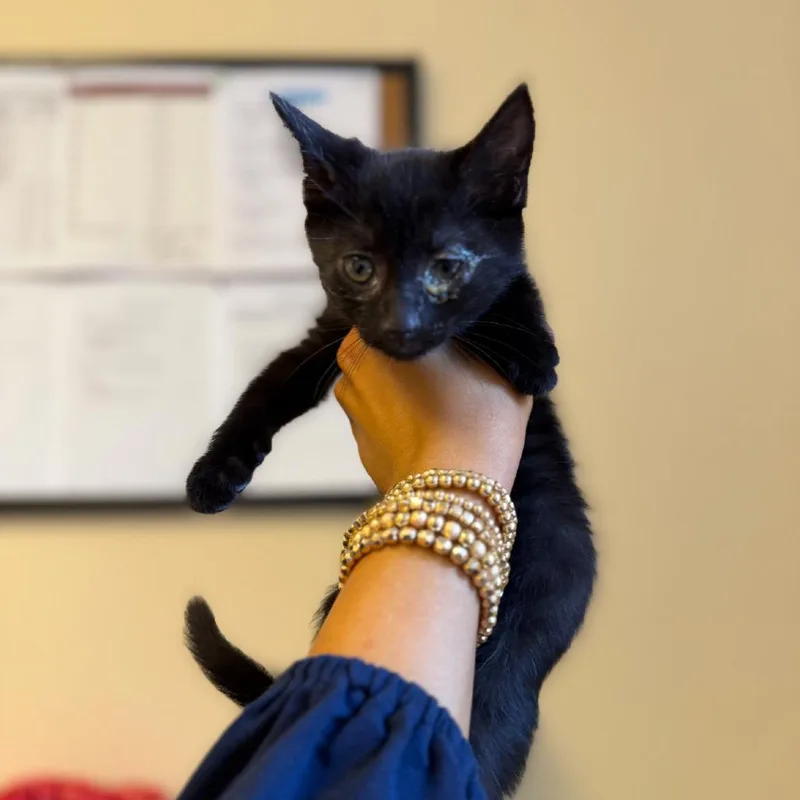 A baby small-sized male Black Domestic Short Hair cat named Hoagie for adoption in New York, NY