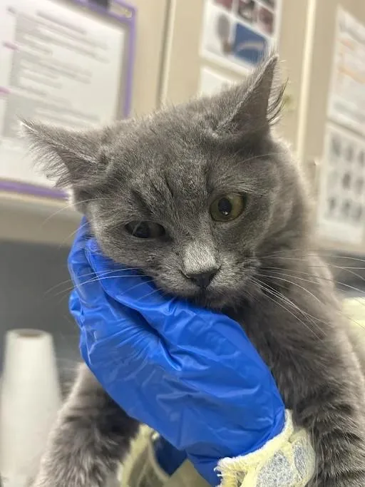 A young small-sized female Domestic Medium Hair cat named Ann for adoption in Las Vegas, NV