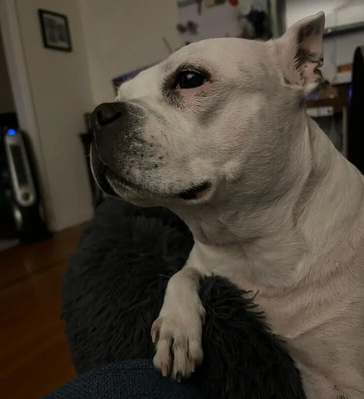 Maggie