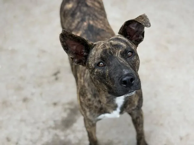 A young small-sized male Pit Bull Terrier dog named Cane for adoption in Tulsa, OK