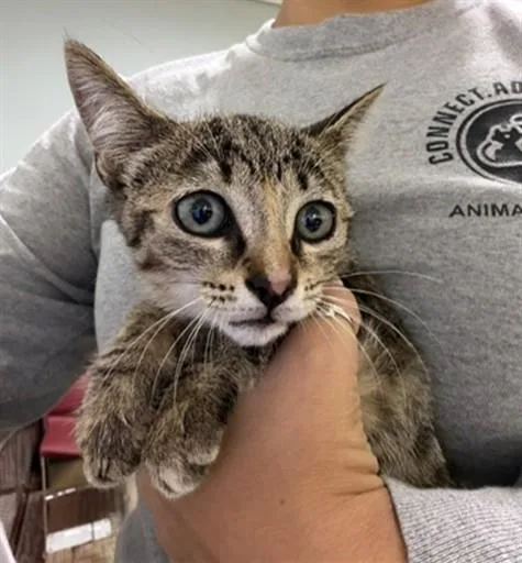A baby small-sized female Domestic Short Hair cat named Dally for adoption in Miami, FL