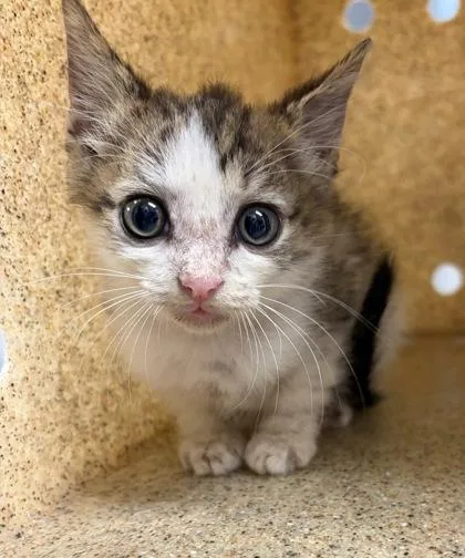 A baby small-sized male Domestic Short Hair cat named Shrimpy for adoption in Gastonia, NC