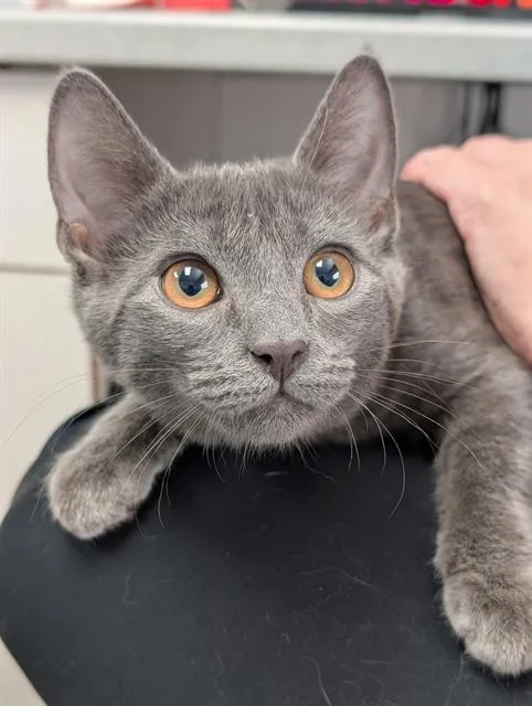 A baby small-sized female Domestic Short Hair cat named Lint for adoption in Canfield, OH