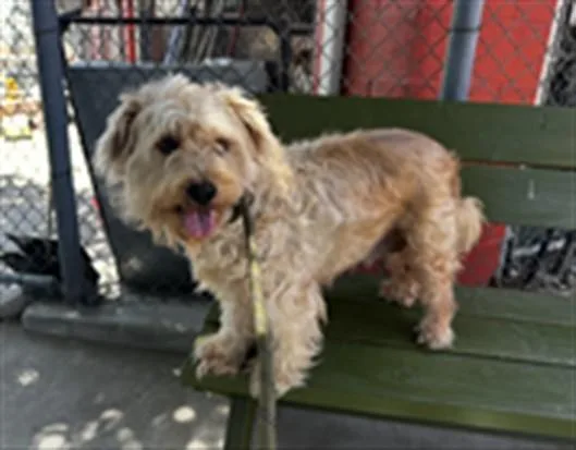 A young medium-sized female Poodle dog named Queen for adoption in Baldwin Park, CA