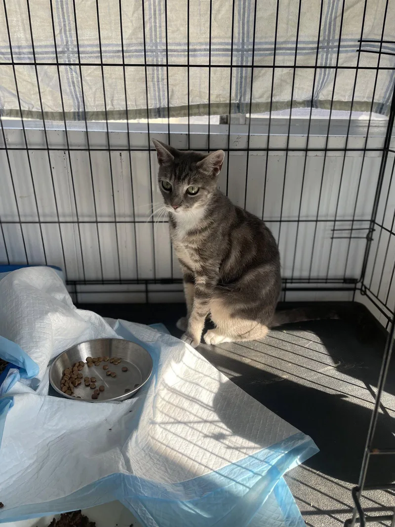 An adult small-sized female Domestic Short Hair cat named Mamma Shandy for adoption in Trenton, NJ