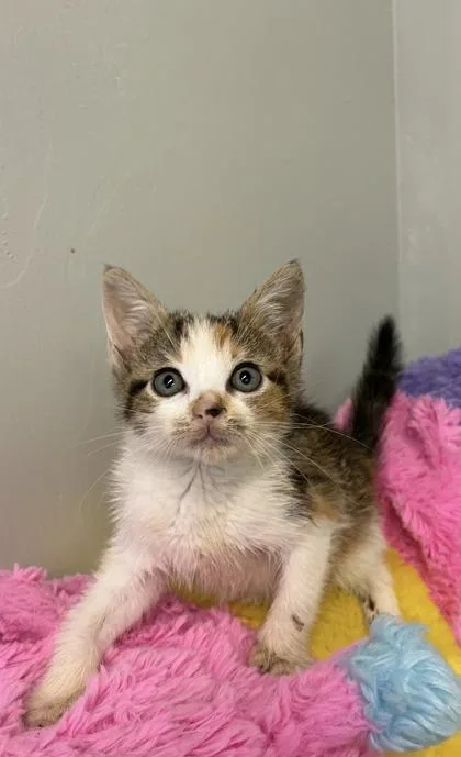 A baby medium-sized female Domestic Short Hair cat named Diana for adoption in Picayune, MS