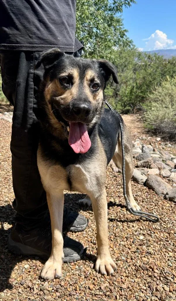 An adult large-sized male German Shepherd Dog dog named Milo for adoption in Cottonwood, AZ