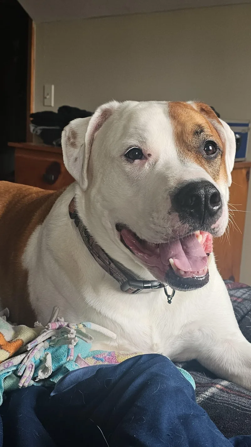 An adult extra large-sized male Apricot / Beige Boxer dog named Mack Cross Post for adoption in Tomah, WI