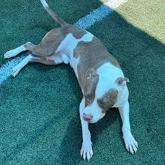 A young medium-sized male Yellow / Tan / Blond / Fawn Mixed Breed dog named Quincy for adoption in Memphis, TN