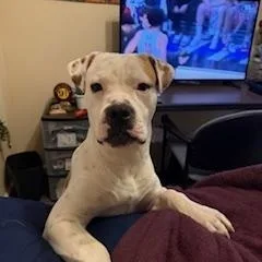 A young medium-sized male White / Cream Mixed Breed dog named Boo for adoption in Little Rock, AR