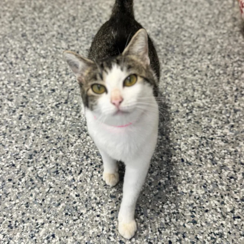 An adult medium-sized female Brown / Chocolate Domestic Short Hair cat named Arwen for adoption in Brownsboro, AL