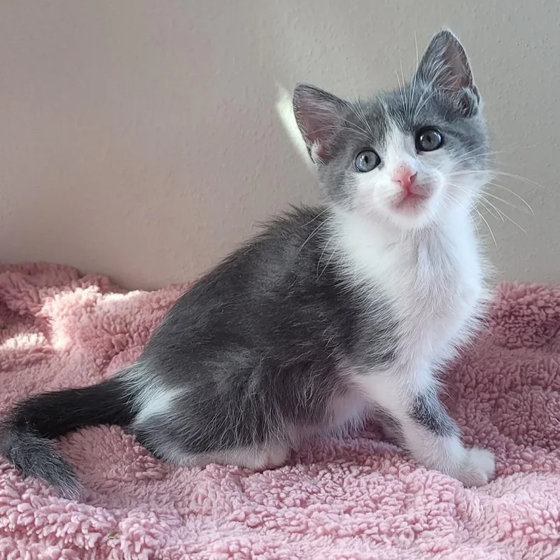 A young small-sized female Gray / Blue / Silver Domestic Short Hair cat named Aurora for adoption in Webster, TX