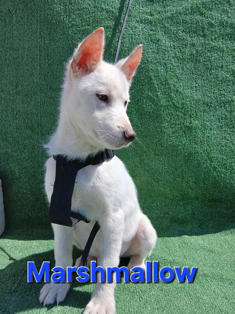 Marshmallow thumbnail 2