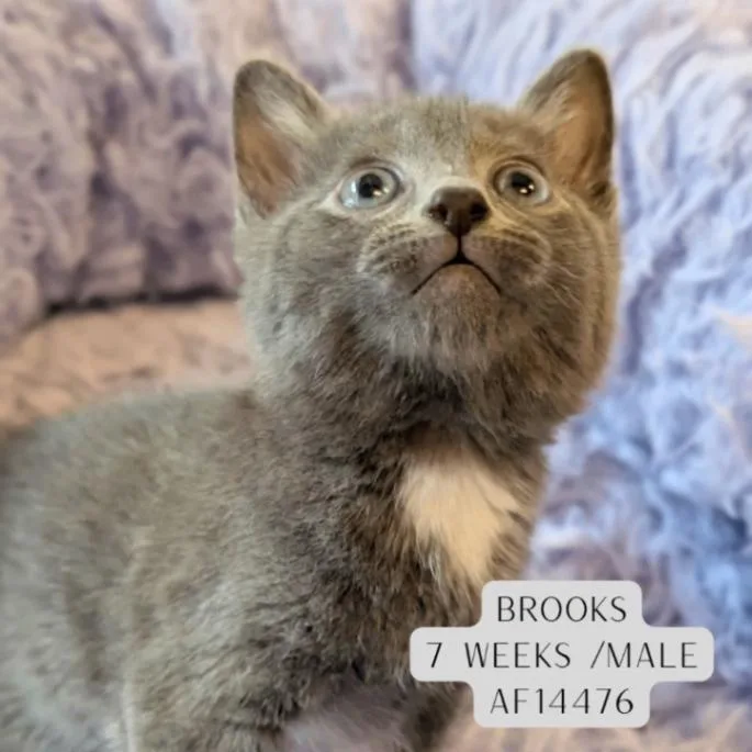 A young medium-sized male Gray / Blue / Silver Domestic Short Hair cat named Brooks for adoption in Supply, NC