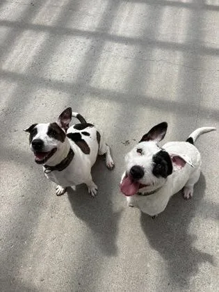 A baby small-sized female Pit Bull Terrier dog named Daisy & Jackie Bonded for adoption in East Brookfield, MA