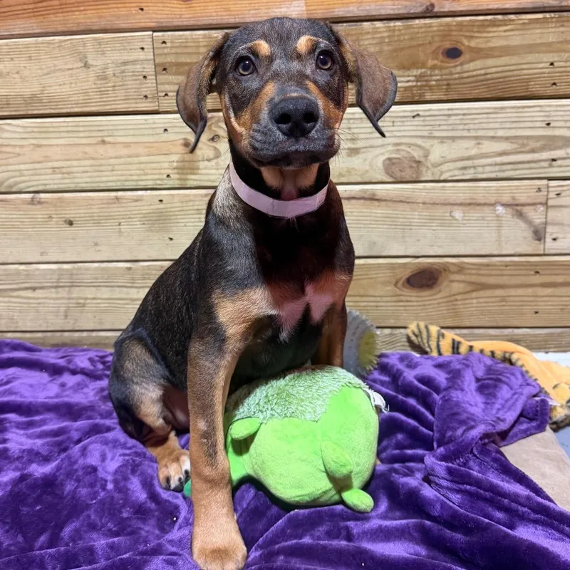 A baby medium-sized male Black Mixed Breed dog named Olly for adoption in Wappingers Falls, NY