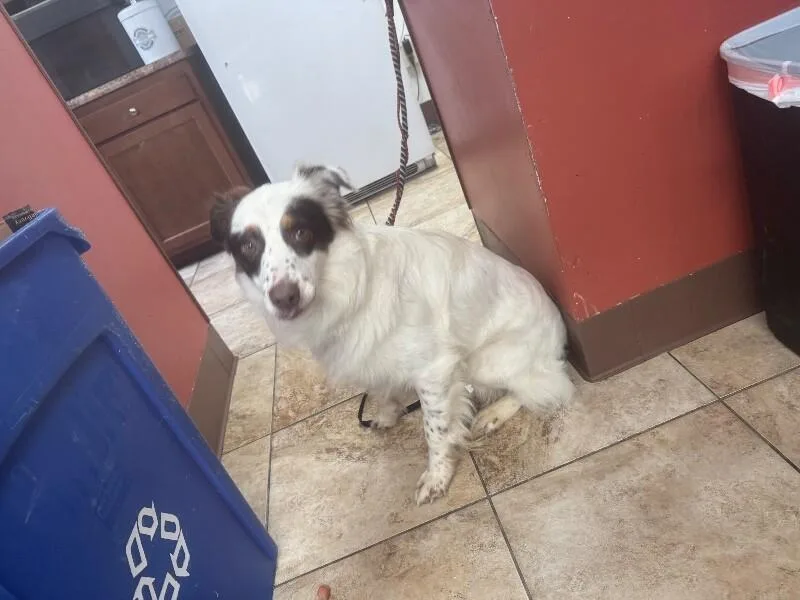 An adult medium-sized male White / Cream Mixed Breed dog named Wallace for adoption in Cincinnati, OH