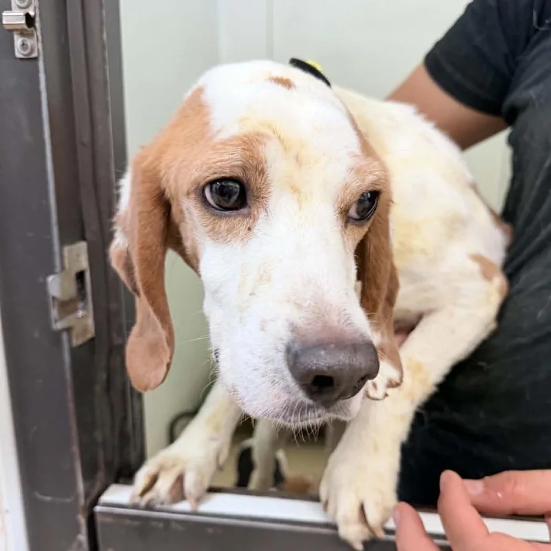 An adult small-sized male Brown / Chocolate Beagle dog named Andy Warhol Chino Hills for adoption in Chino Hills, CA