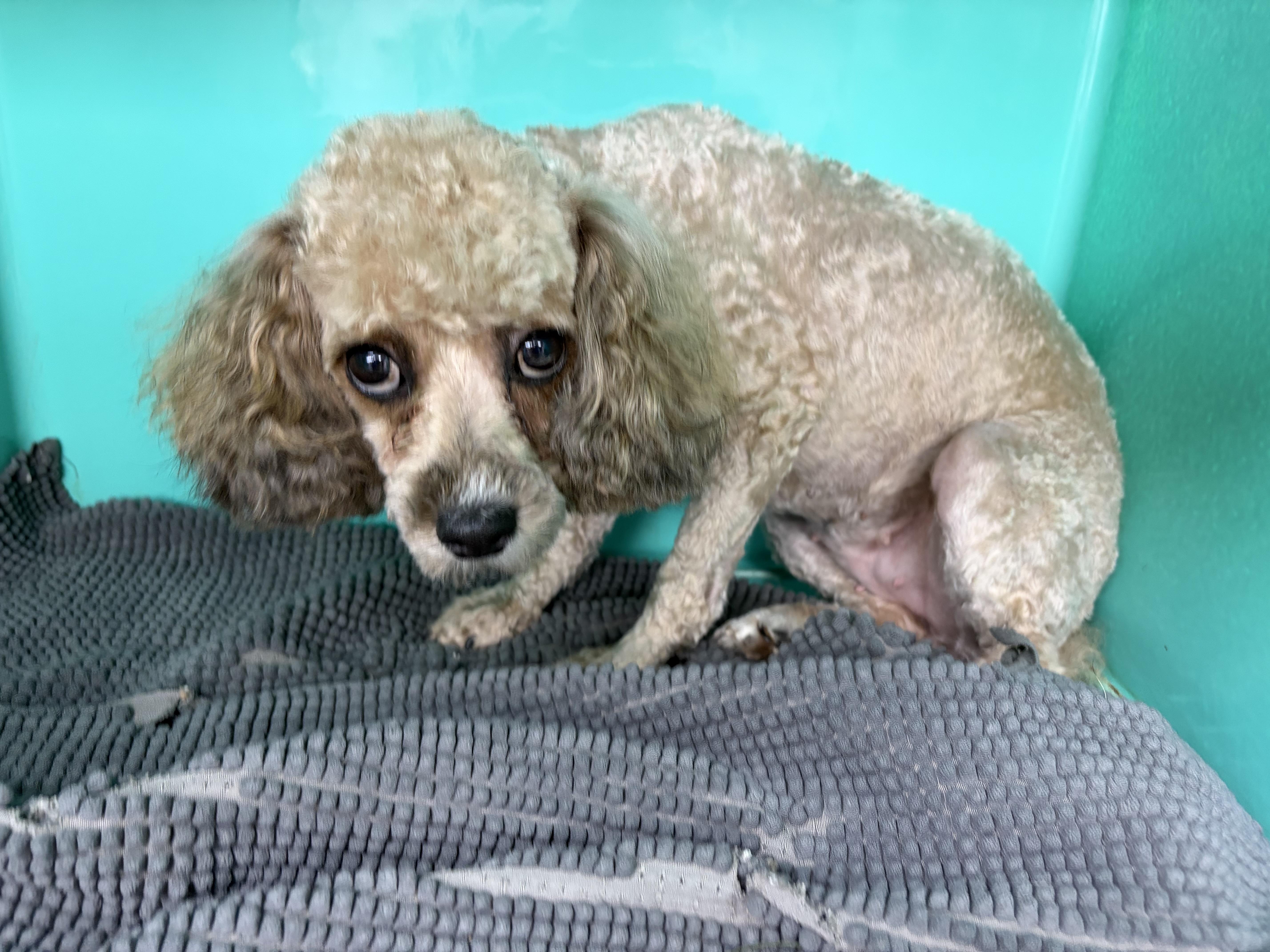 Sweet Lainey — Aka thumbnail 3