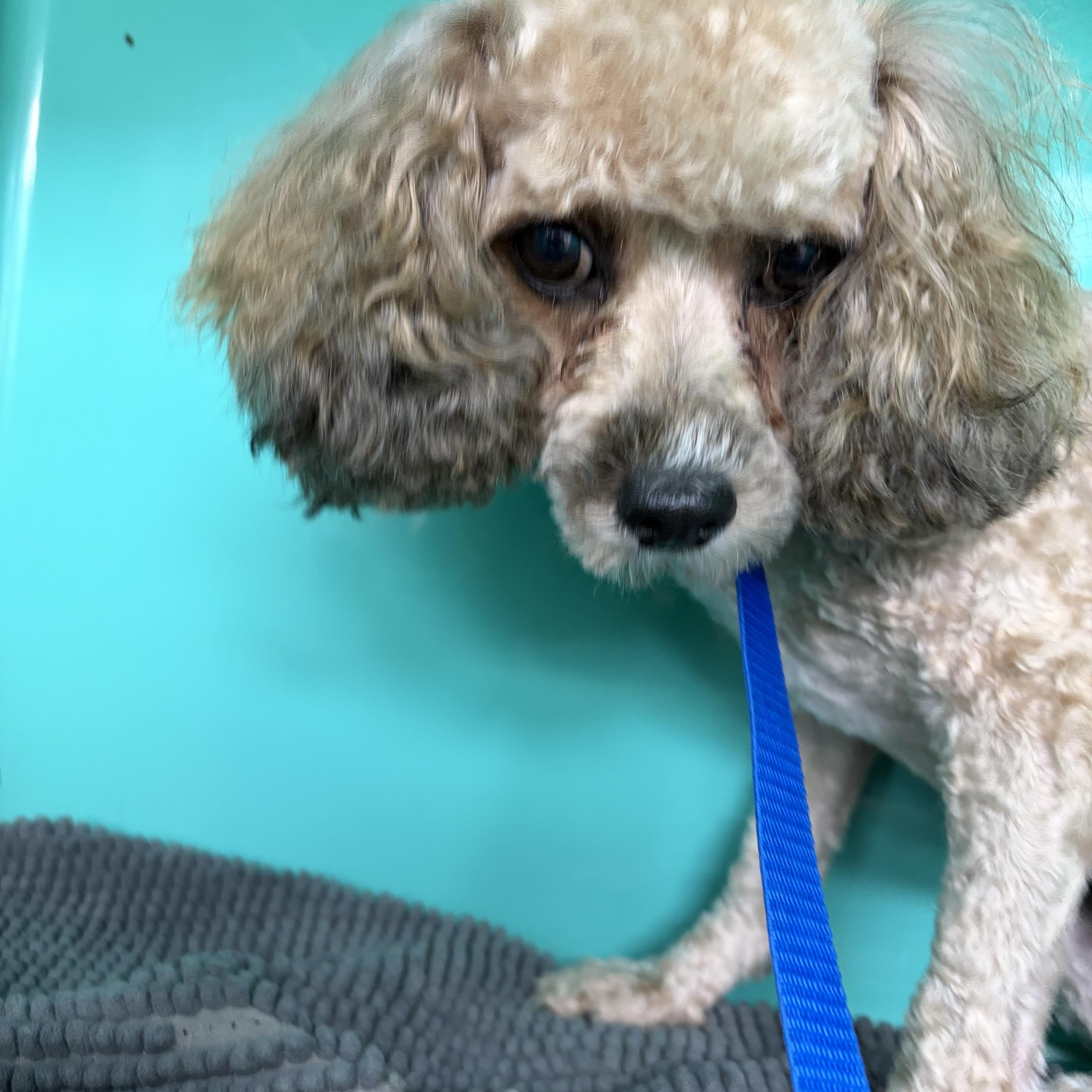 Sweet Lainey — Aka thumbnail 4