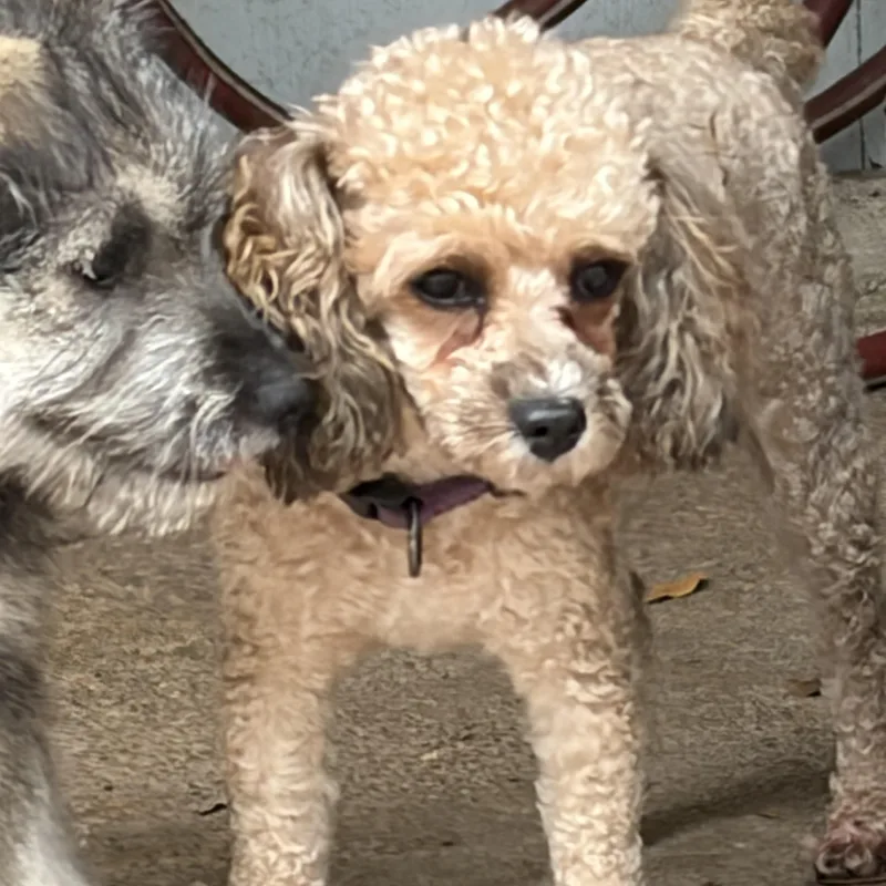 Sweet Lainey — Aka thumbnail 5