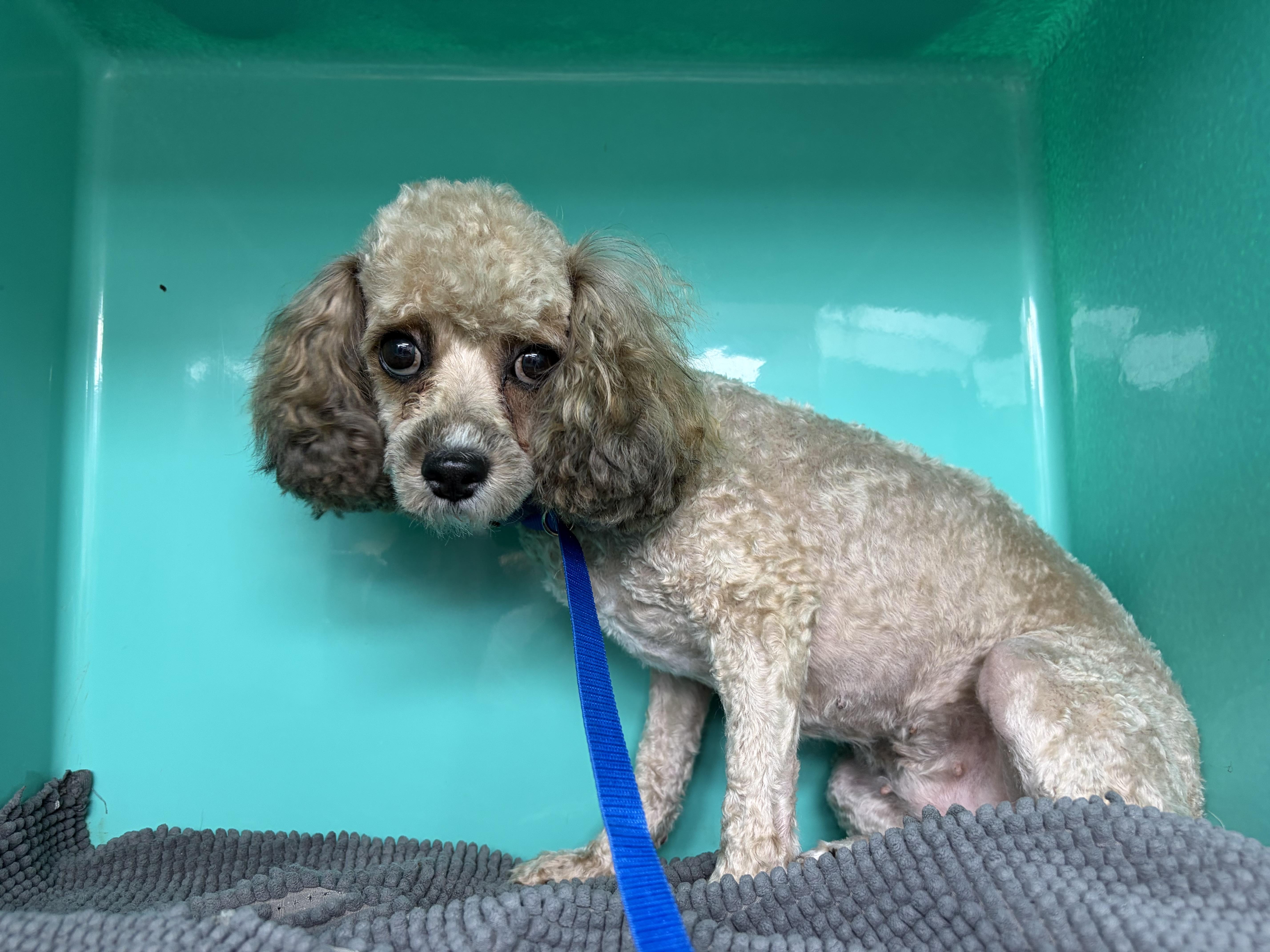 Sweet Lainey — Aka thumbnail 6