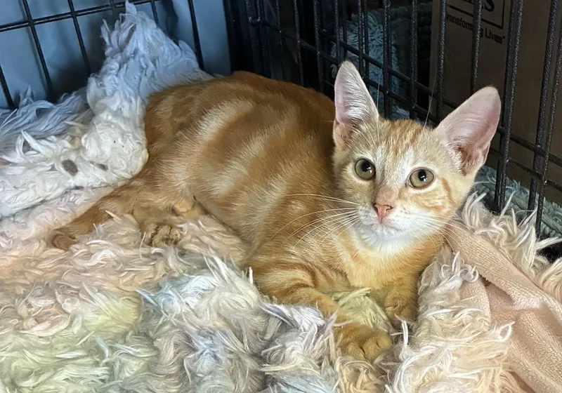 A baby small-sized female Orange & White Tabby cat named Molly Weasley for adoption in Randolph, MA